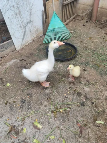 Filhote de ganso sinaleiro branco