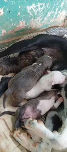 Pitbull American Staffordshire