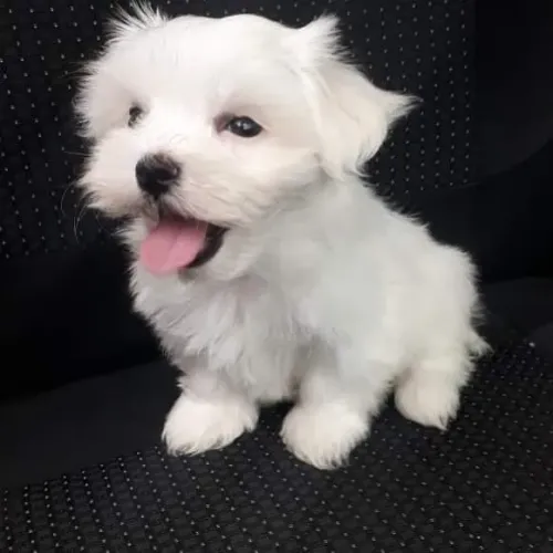 Filhote de Maltês: Um amor que cabe no colo!