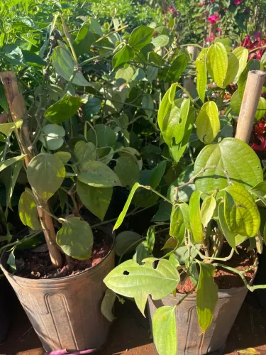 Mudas de Pimenta do Reino - Plantas e Jardins Verticais