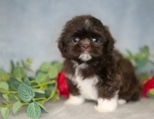 Filhote de Shih-Tzu Macho: O Guardião Perfeito para Sua Casa