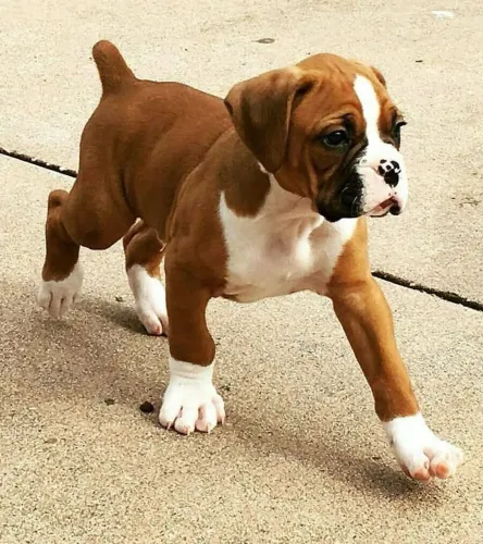 Lindos filhotes de boxer , o meu coração 