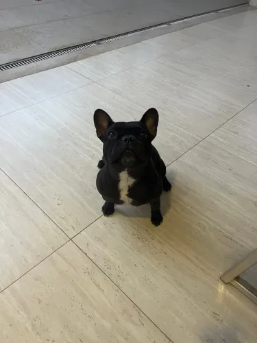 Buldogue francês 