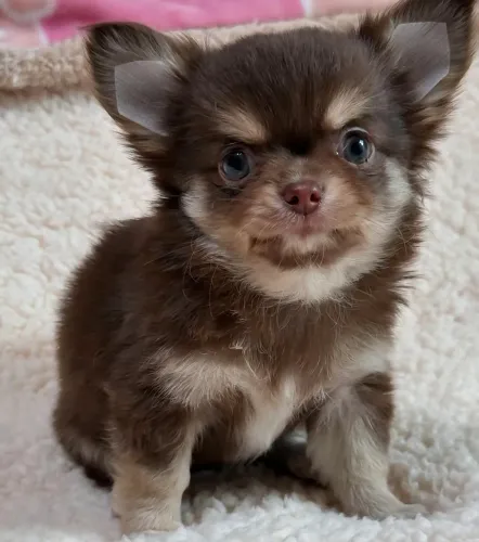 Chihuahua macho chocotan. Filhote de pelagem longa 