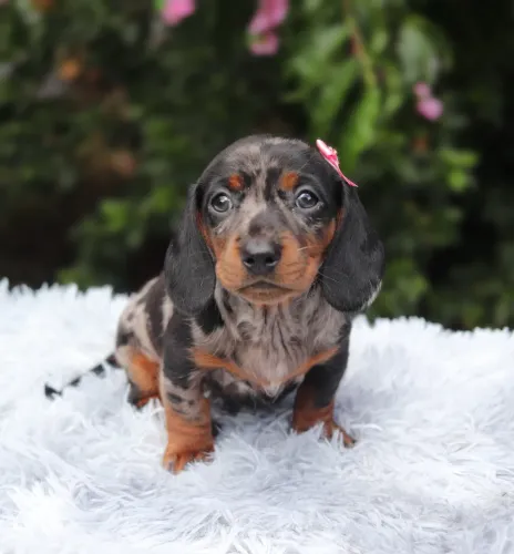 Dachshund Filhotes Arlequim Prata 