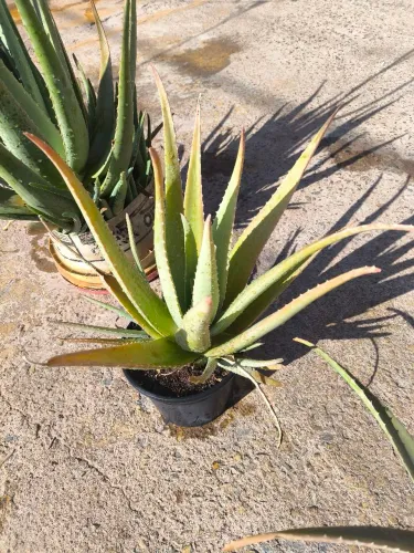 Planta aloe vera