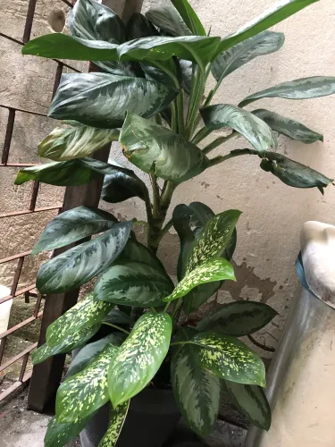 Planta comigo ninguém pode 