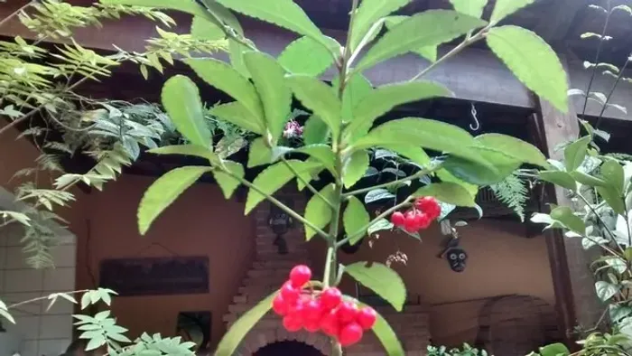 Vendo Mudas de Ardisia ( Cafè de Jardim ) - Guarulhos
