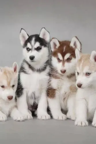 Filhotes de Husky Siberiano com direito de amor infinito
