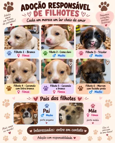 ? ADOÇÃO RESPONSÁVEL ? FILHOTINHOS À PROCURA DE UM LAR ?