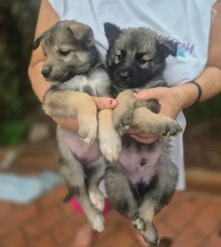 ? Filhotes de Husky Siberiano com Pastor Belga - 3 machos e 3 fêmeas
