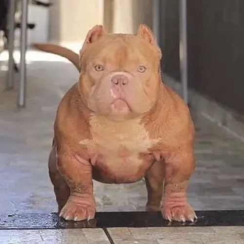 Bebês Americam Bully ótimos filhotes parcelo .