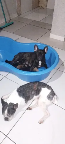Filhotes Bulldog francês