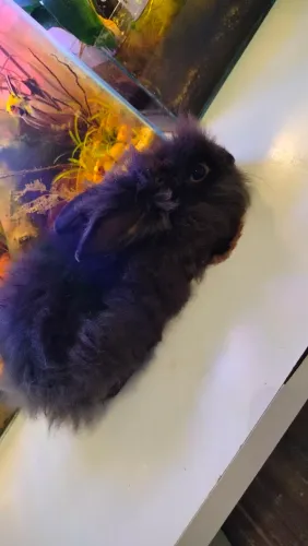 Lionhead machinhos