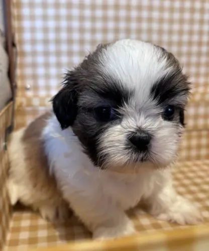 Shihtzu Mini Filhotes Fabulosos. 