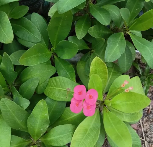 Plantas ornamentais