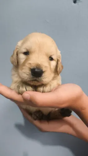 Golden Retriever filhotes disponíveis prontos para novo lar