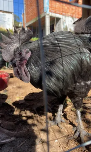 Vendo Ovos De Galinhas Ayam Cemani Férteis 12 Ovos