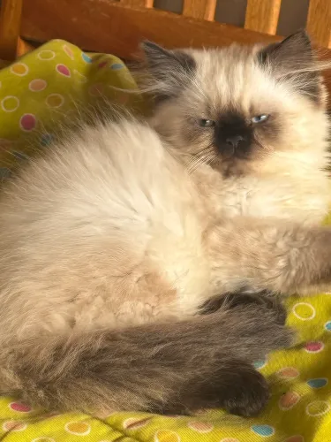 Persa macho
