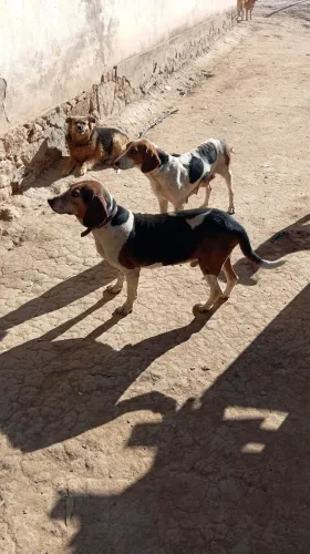 Casal filhote americano urrador linhagem antiga