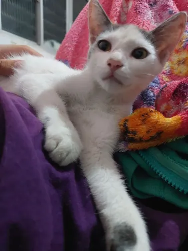 Gatinha cinza pra adoção 