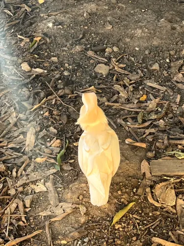 Marreco mandarim branco macho