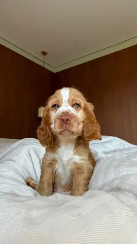 Cocker Spaniel encantados com Pedigree!!