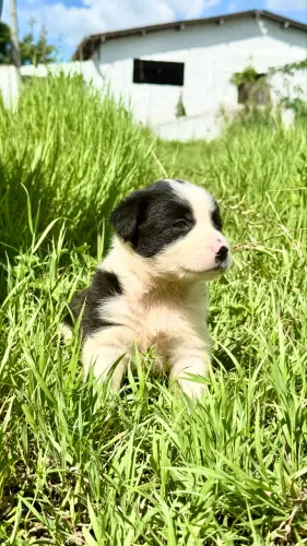 Filhotes Border Collie