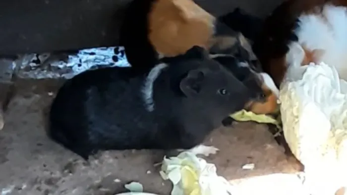 Porquinho da Índia 