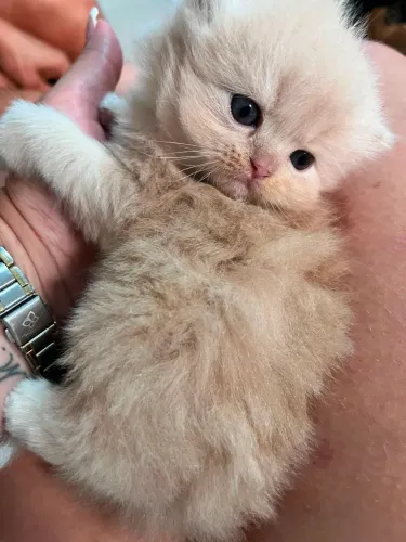 Gato Persa