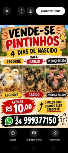 Pintinhos