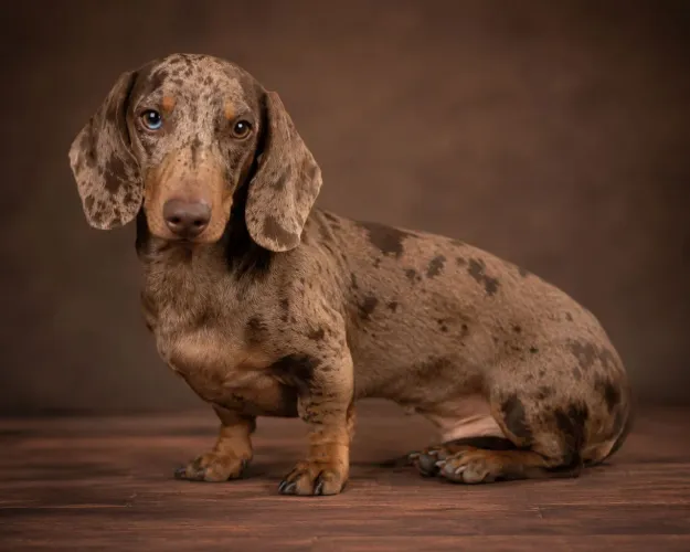 Dachshund Macho 1 ano