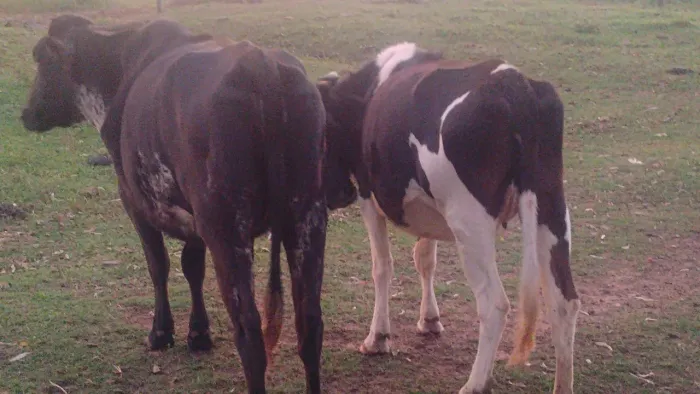 Vacas