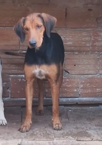 Cachorra Nacional com Americano 