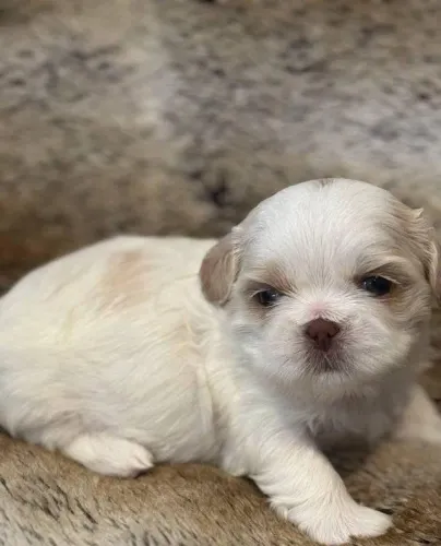 Filhotes de Shih Tzu | Fofura que combina com qualquer momento.