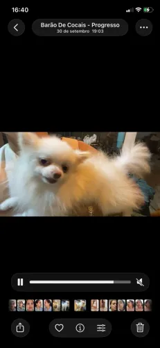 lulu da pomerania