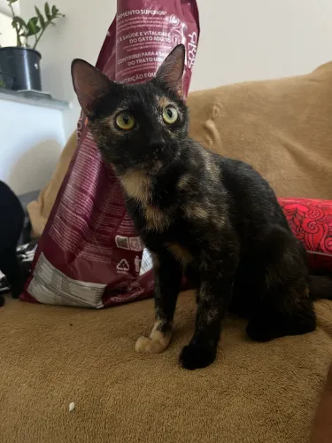 Gata Escaminha fiv-felv negativo vacinada