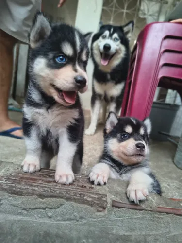 Filhotes de husky siberiano