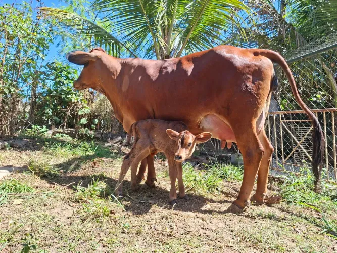 Vaca + Bezerra + Ordenhadeira portátil