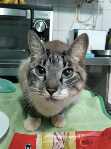 Gato Fêmea para Adoção Responsável 