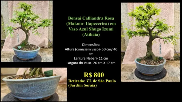 Bonsai Calliandra Rosa Vaso Izumi