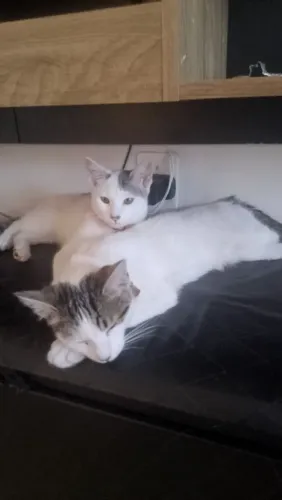 Gatas para doação - Fêmeas