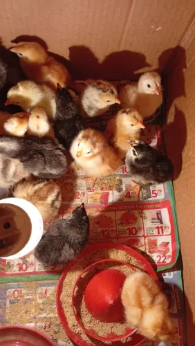 Pintinhos caipiras 10 reais, temos poedeira também 20 reais 