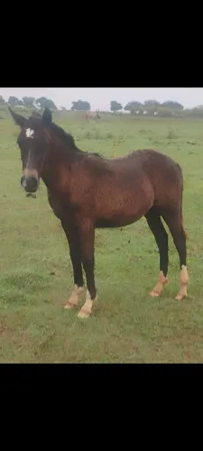 Cavalo