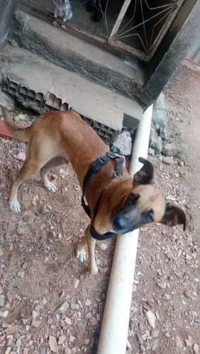 Doando Doguinho adulto para alguém um lar cuidados