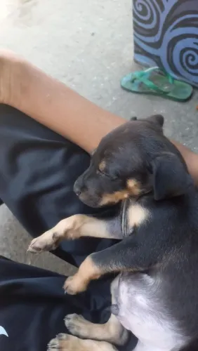 Cachorro viralara