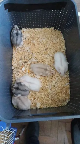 Vendo Hamster Anão Russo