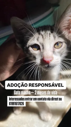 Gato ( MACHO ) para adoção 