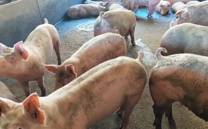 Doa-se porcos e móveis 