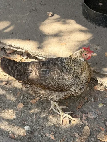 Galinha